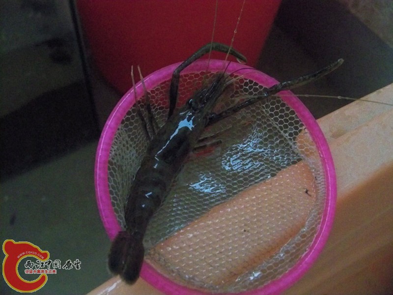大钳子真霸气