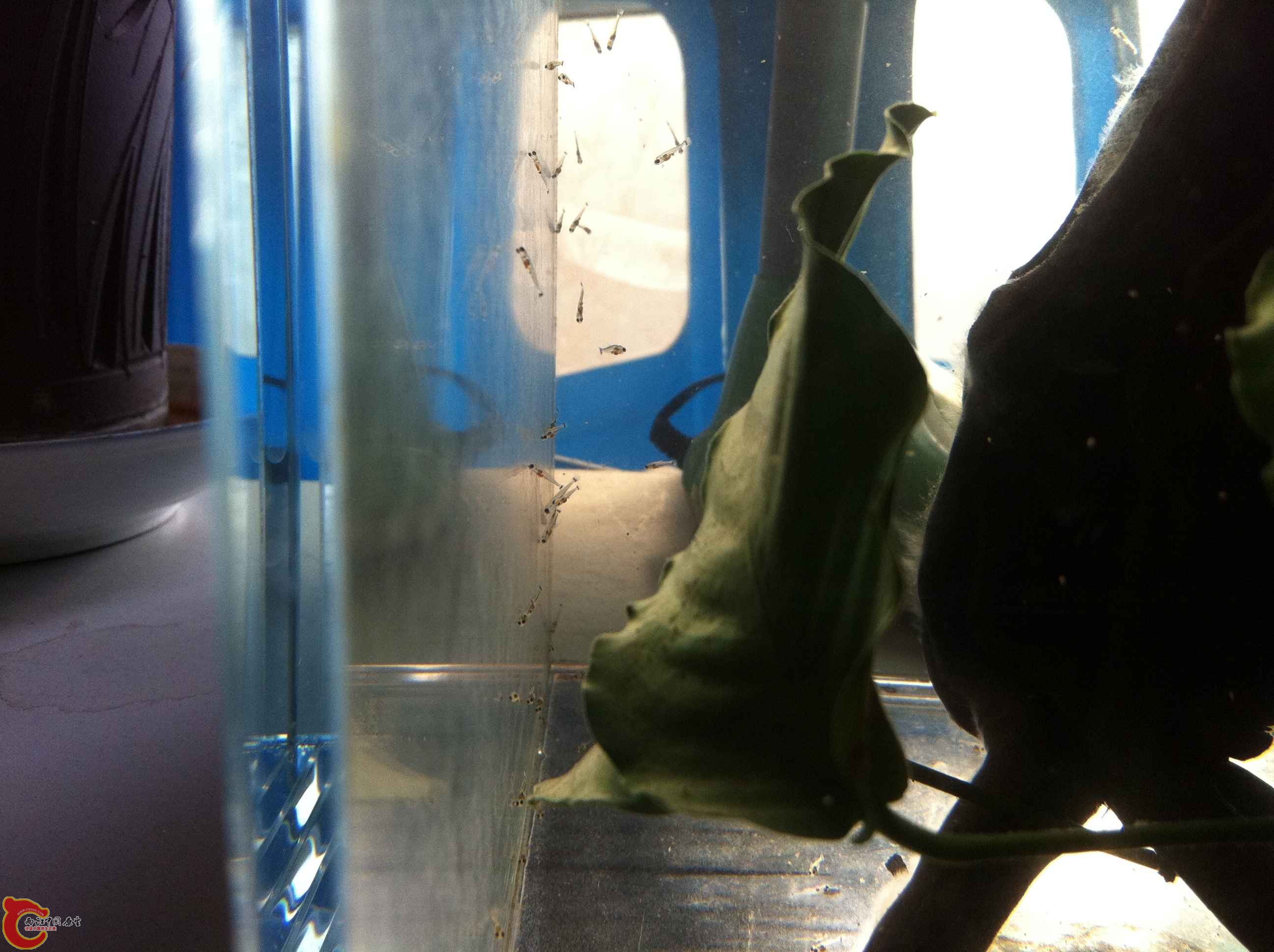 IMG_0908 - 副本.JPG