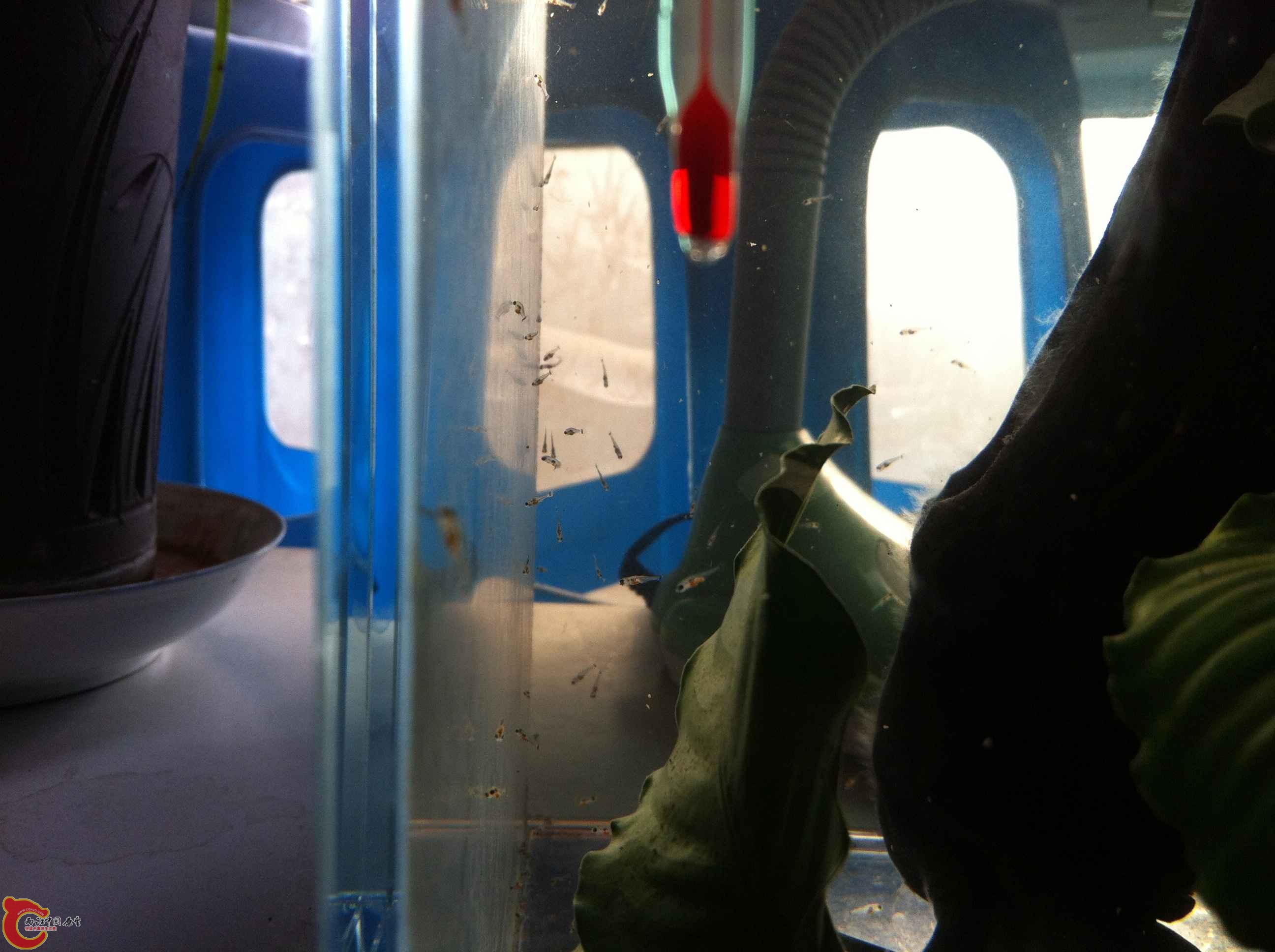 IMG_0903 - 副本.JPG