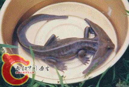 疑似蝾螈