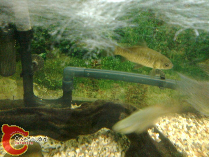 large_CZOo_068d0000c5bc1260.jpg