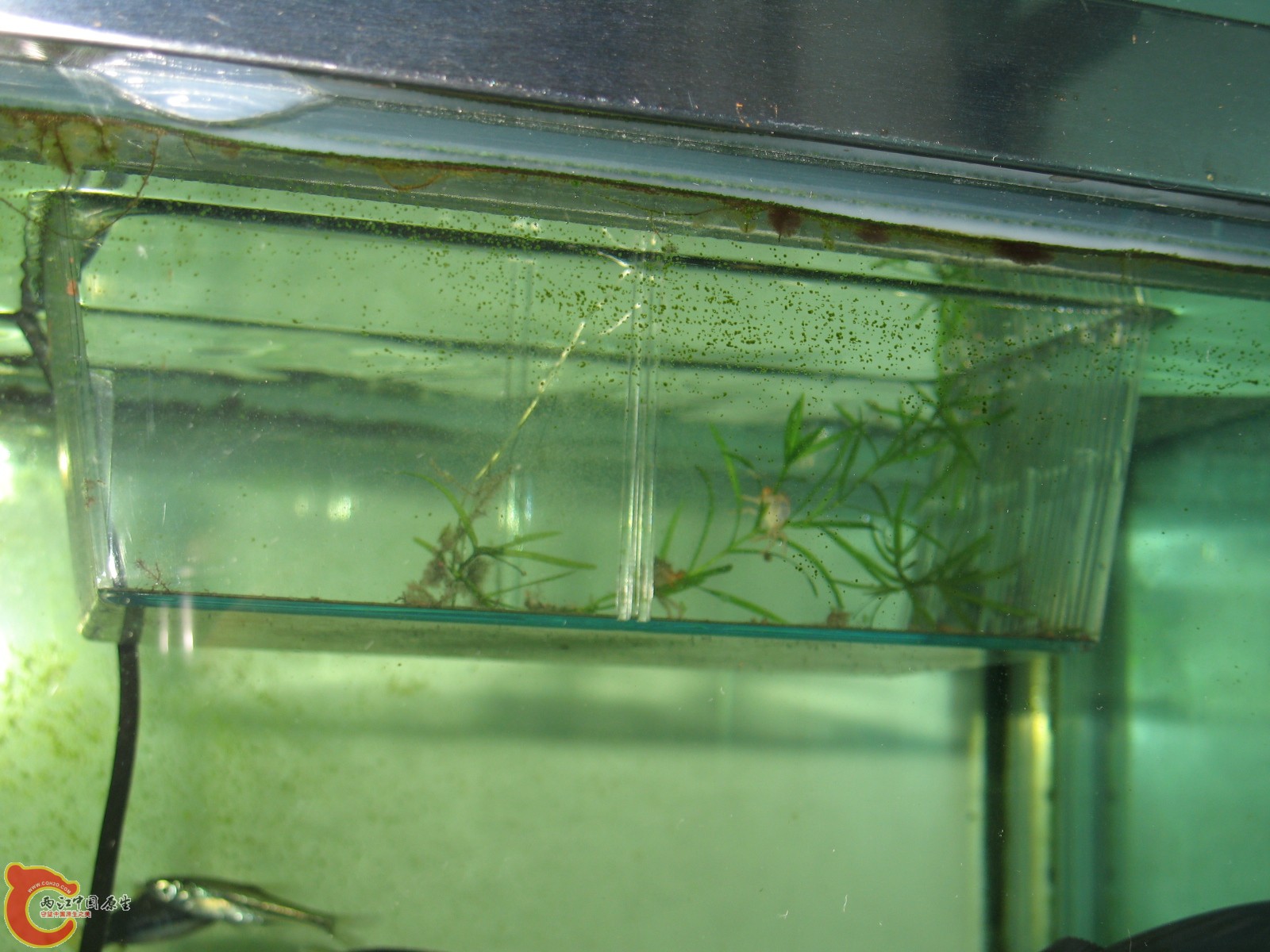 隔离盒（小蟹）。