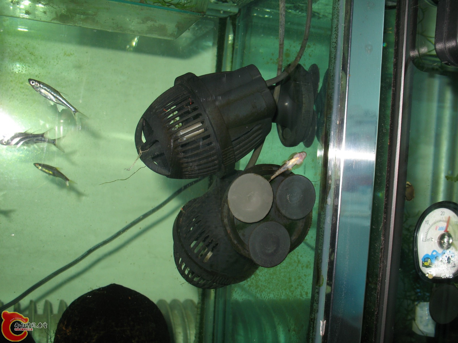 大缸中的二个造流泵！