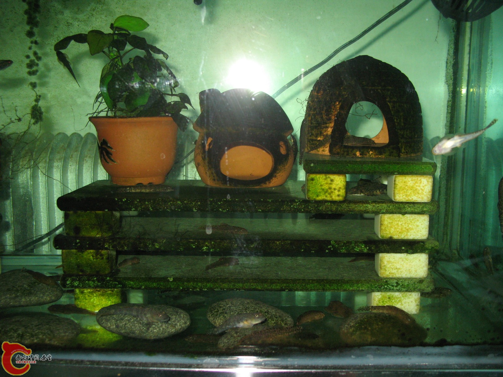 大缸的石板！