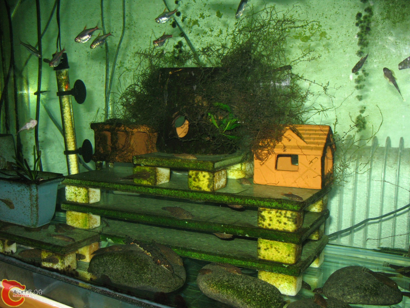 大缸中的小屋！