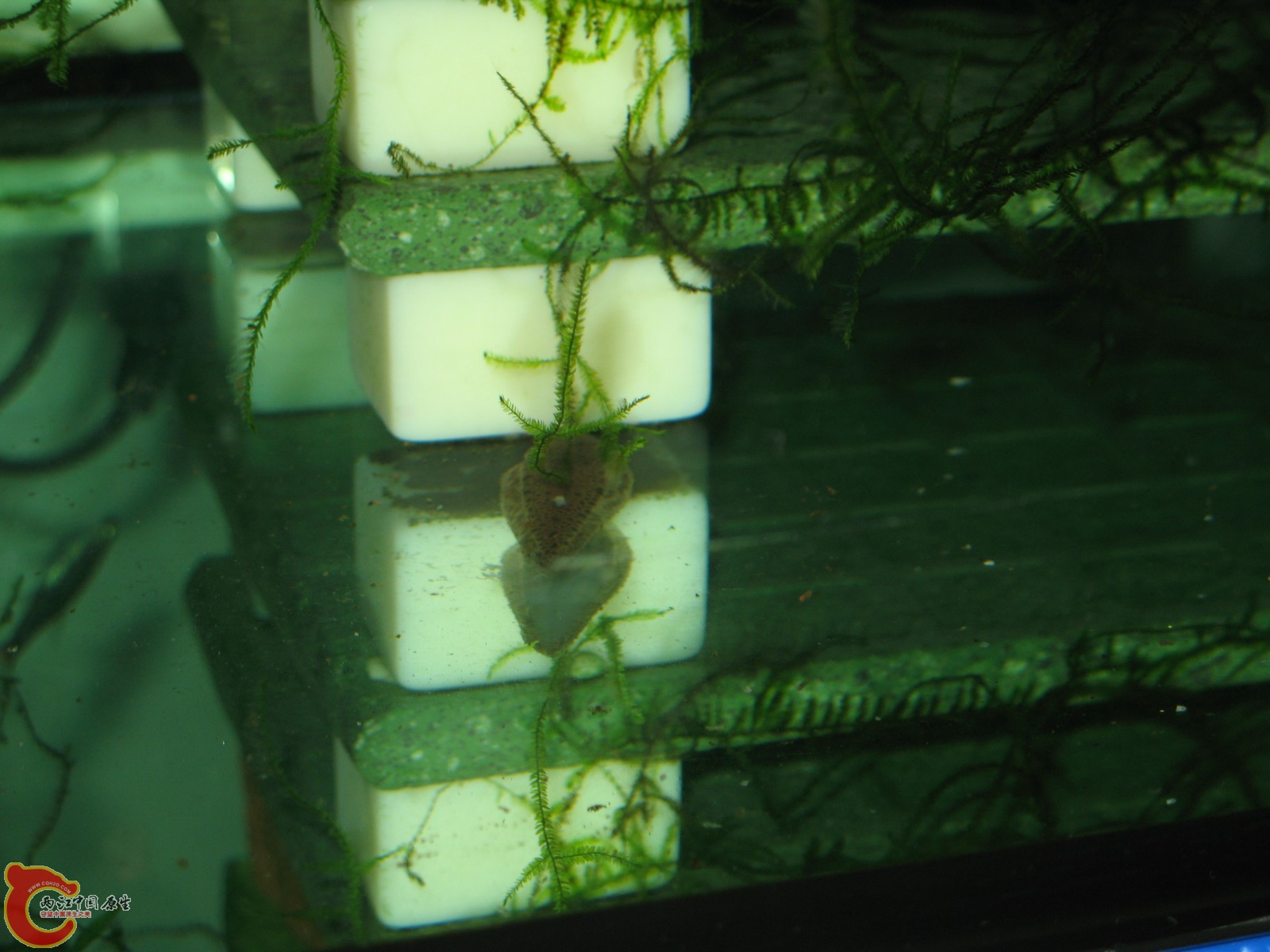 小缸的舌鳎（长大很多）