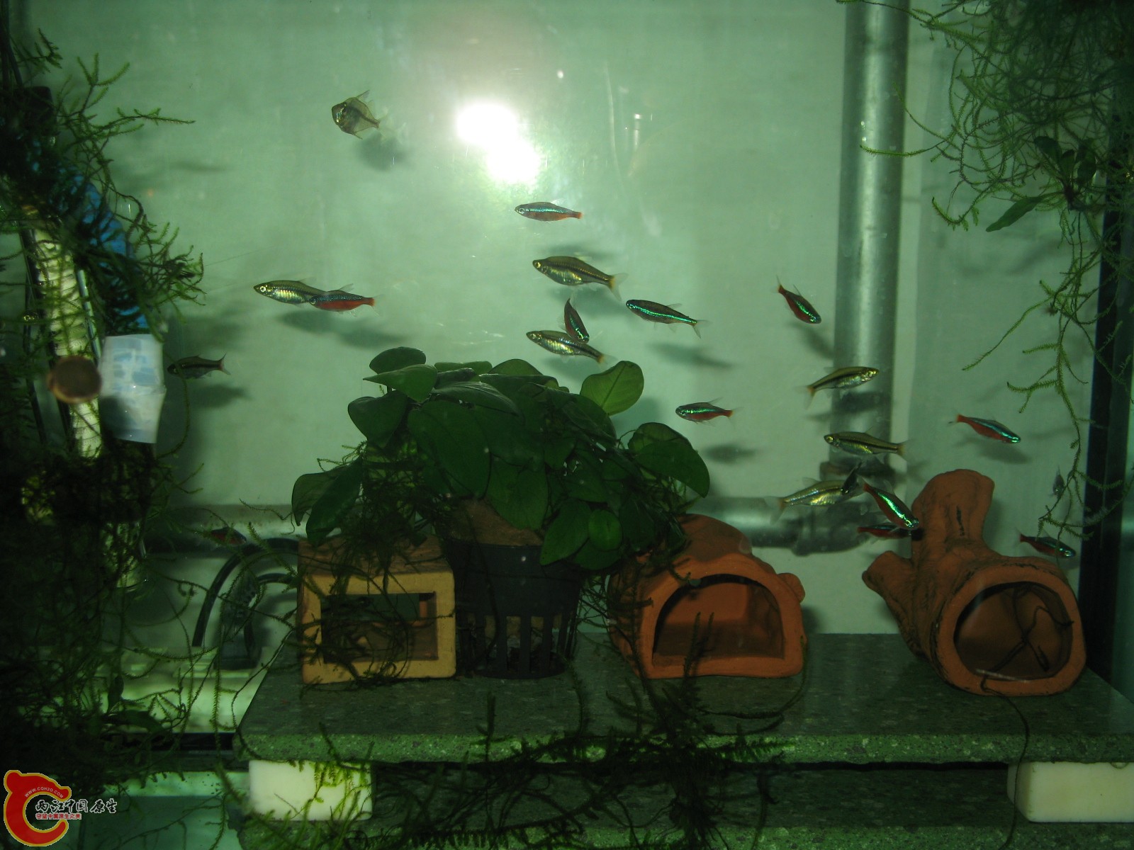 小缸中的鱼！