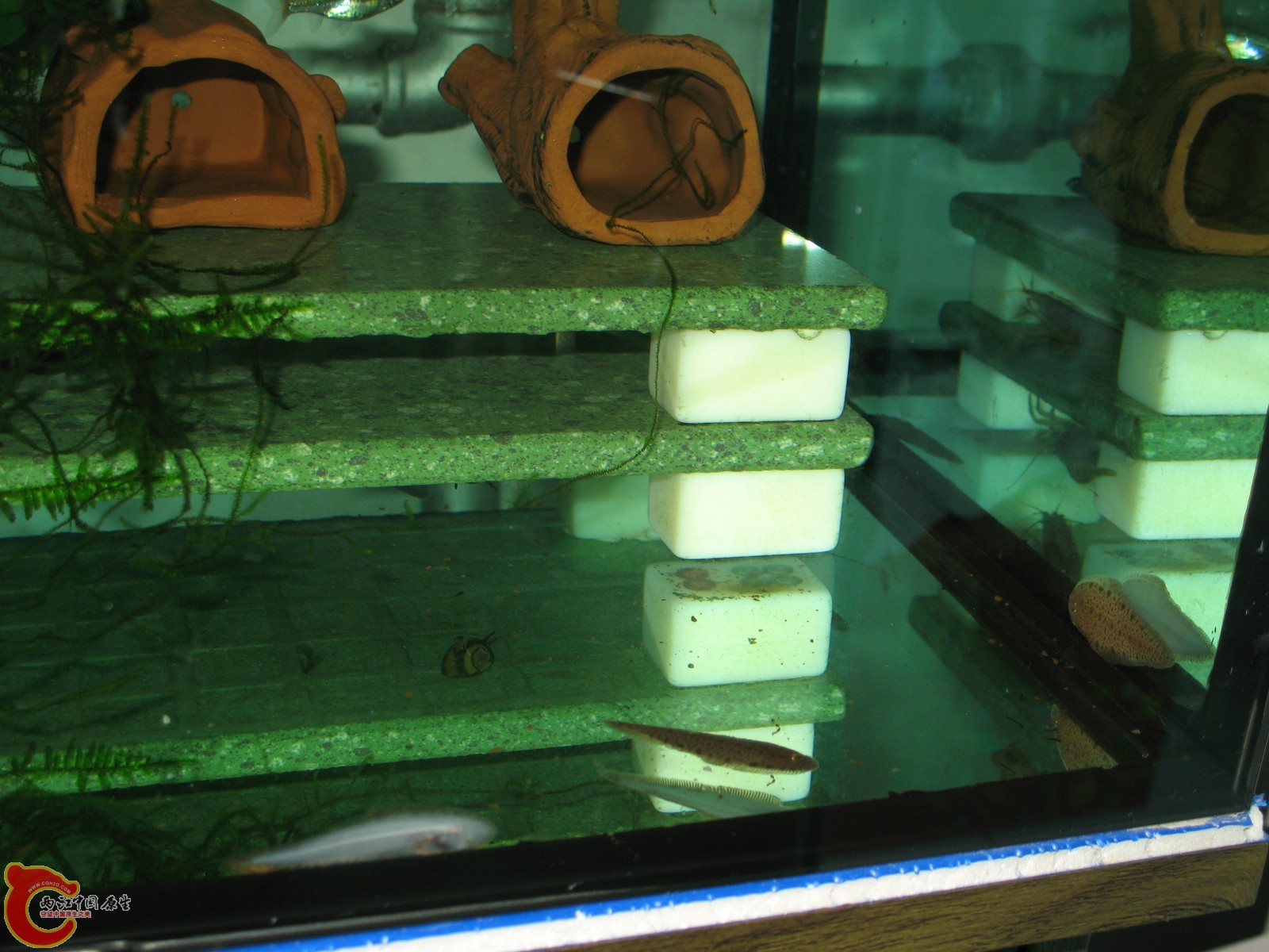 几条小舌鳎（长大许多）