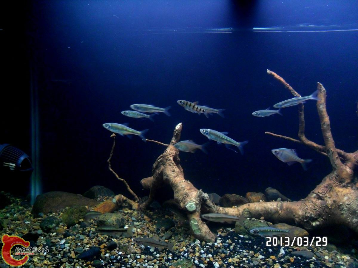 有8种原生鱼，考眼力了。