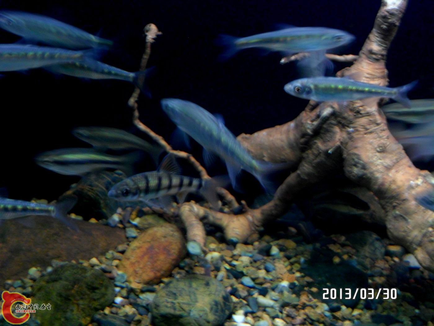 光唇是跟鱲一起采来的