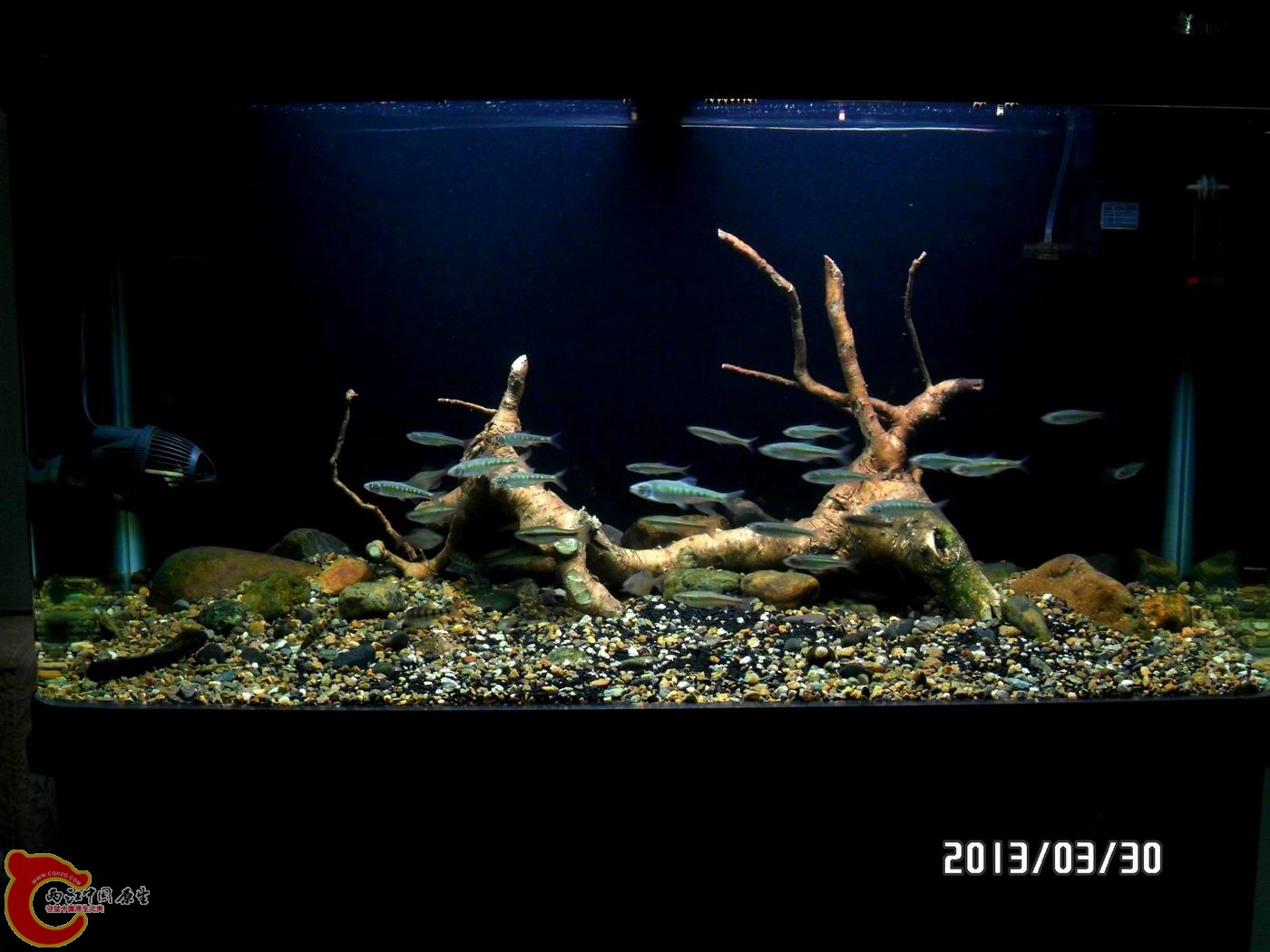 全景，就是沉木不行，溪边山上泥土里挖出来的还活着，先放进去再说，