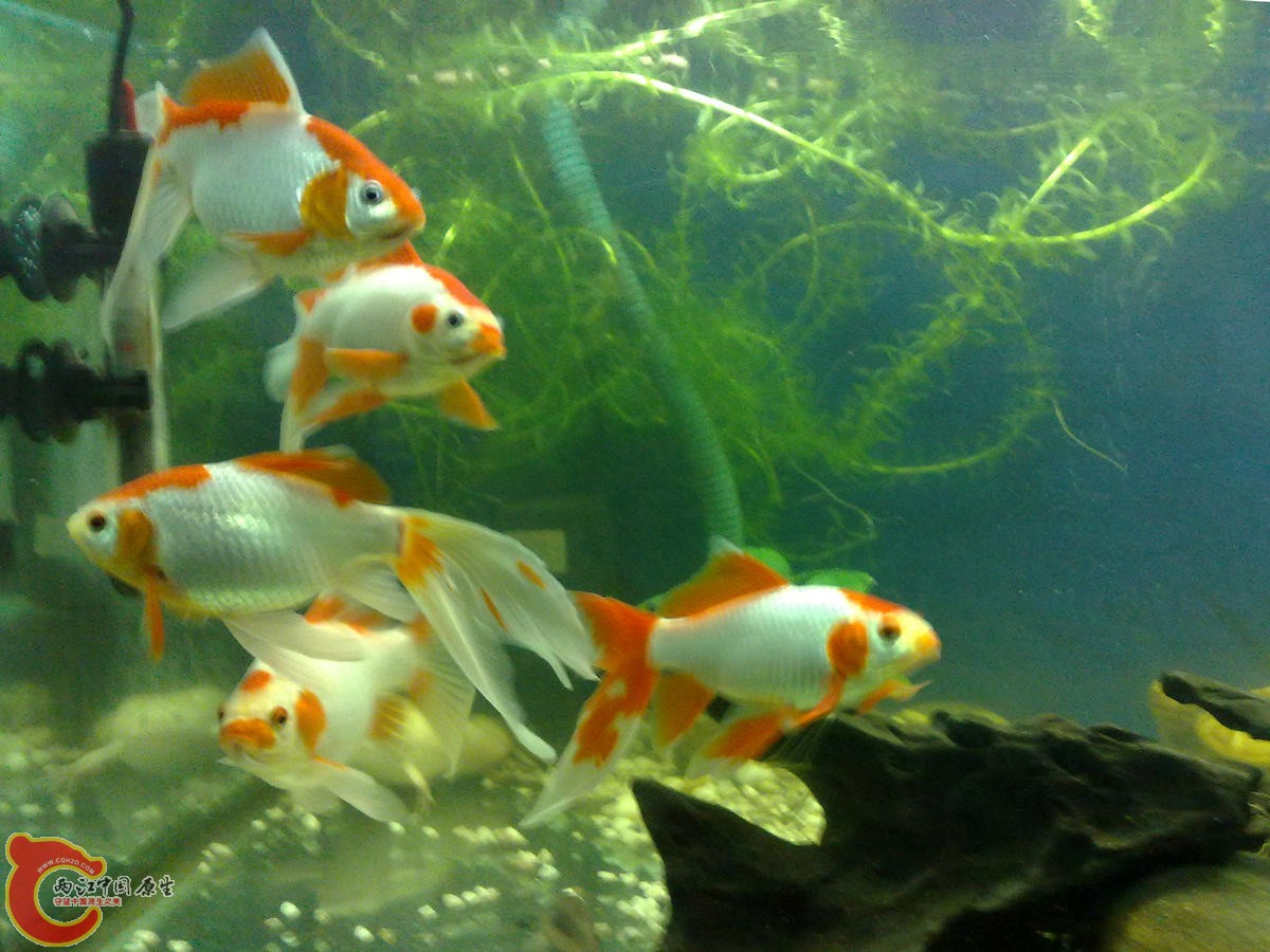 201304017703.jpg