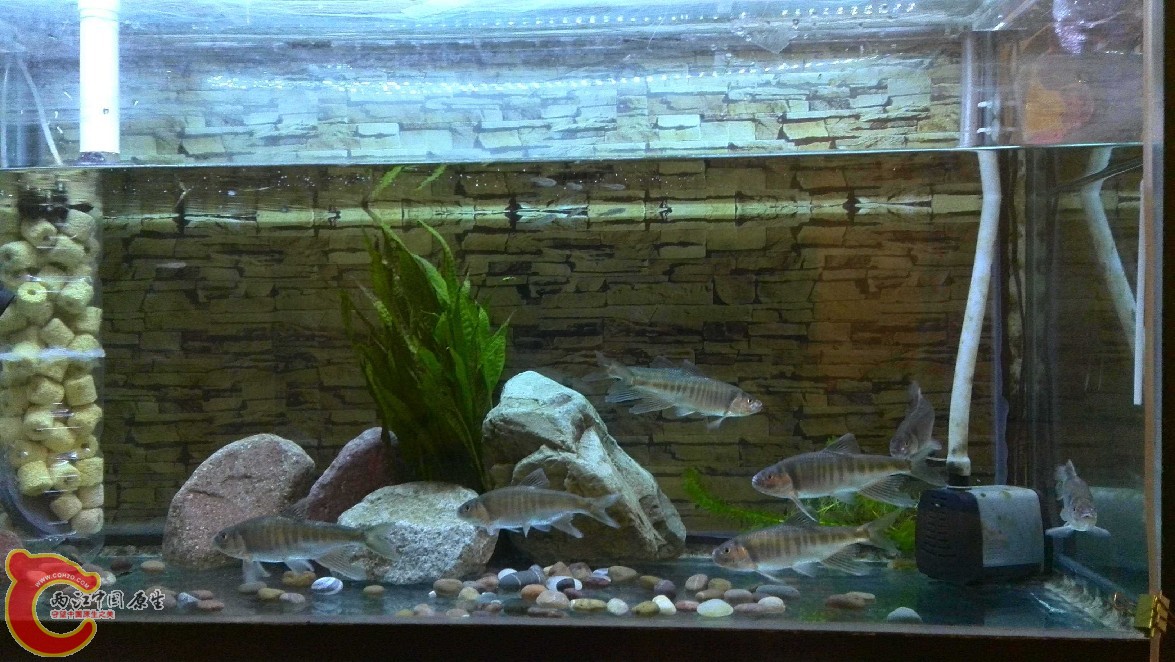 全景，120的缸，看看鱼有多大