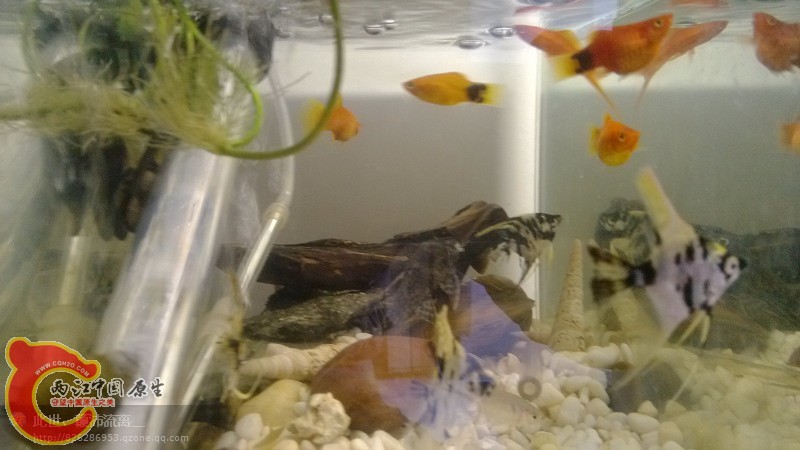 刚养热带时混乱的鱼缸.jpg