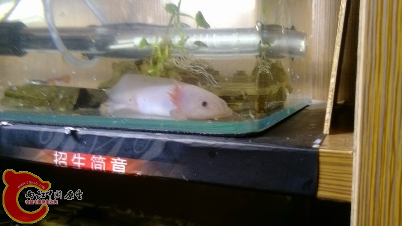 六角恐龙.jpg