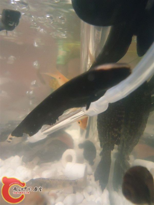 线翎电鳗.jpg