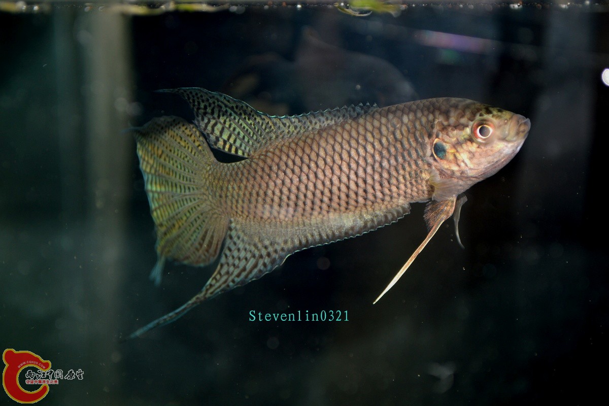 DSC_1462.jpg