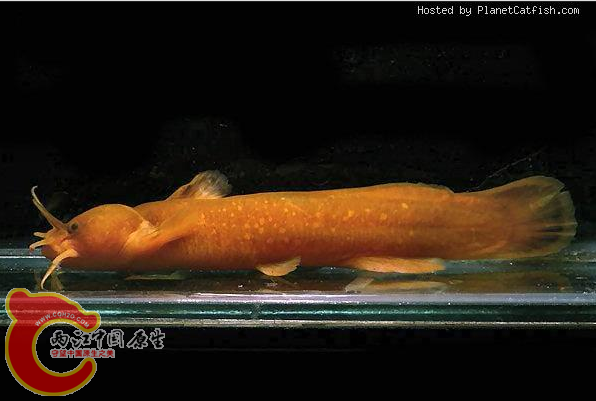 白缘Liobagrus marginatus.PNG
