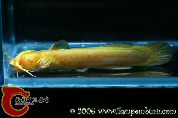 Liobagrus_marginatus_albino.jpg