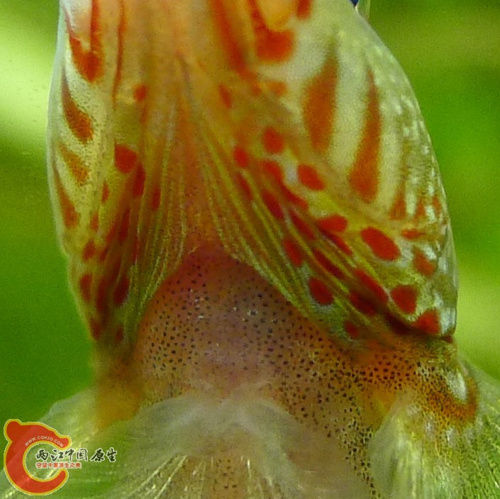 连小疙瘩都看到了