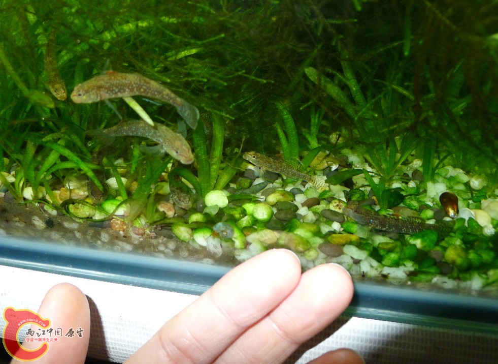 想吃肉，就得看俺的手势