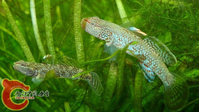 泡妞咯，不过胖虎哥的眼光有待加强