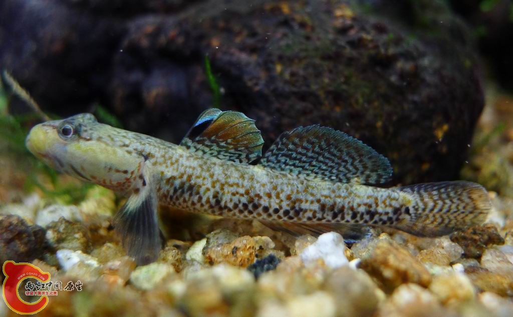 调整大小 复件 P1010160.JPG