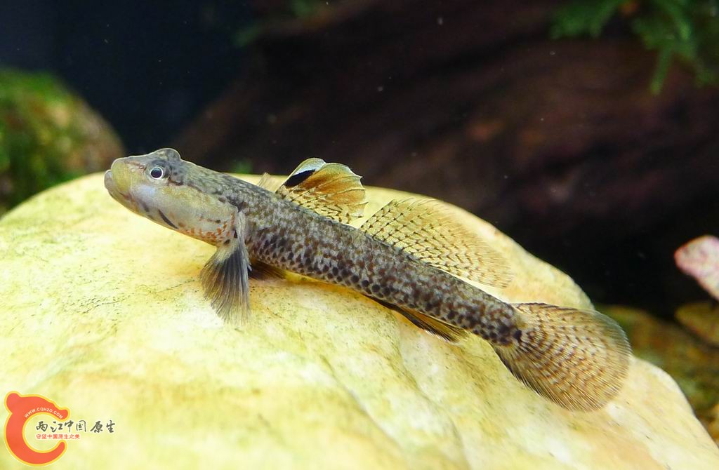 调整大小 复件 P1010162.JPG