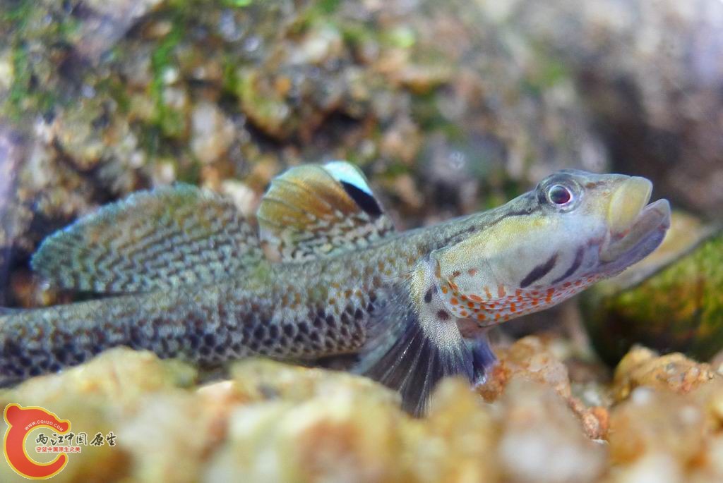 调整大小 复件 P1010163.JPG