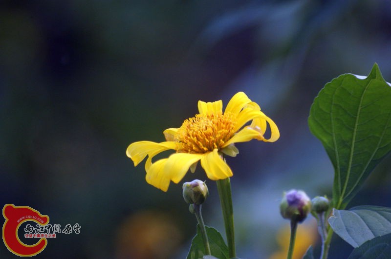 肿柄菊 2.jpg