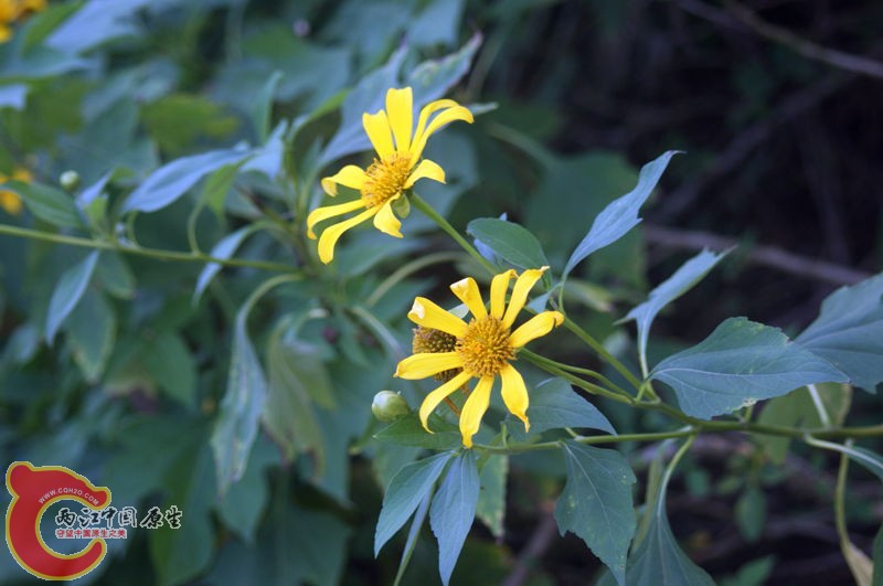 肿柄菊 3.jpg