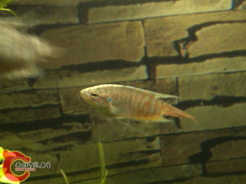 IMG_20130406_220454_副本.jpg