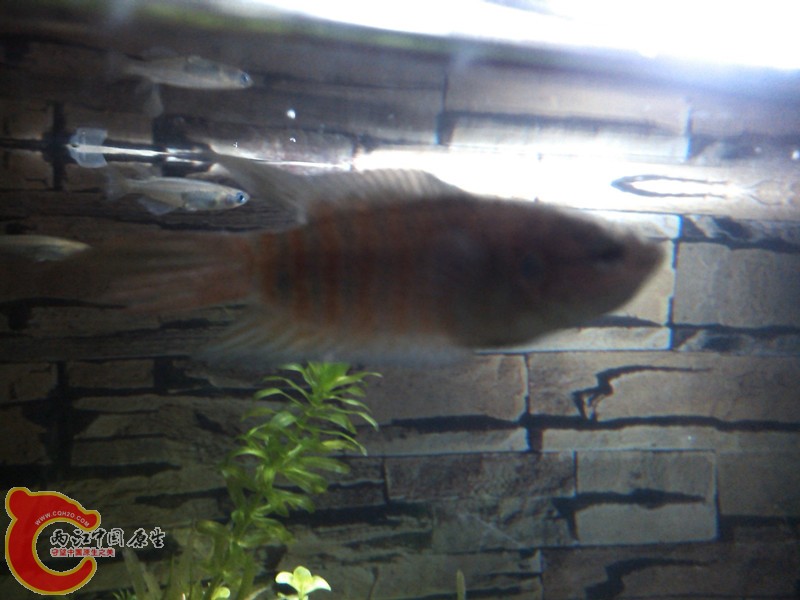 IMG_20130406_213641_副本.jpg
