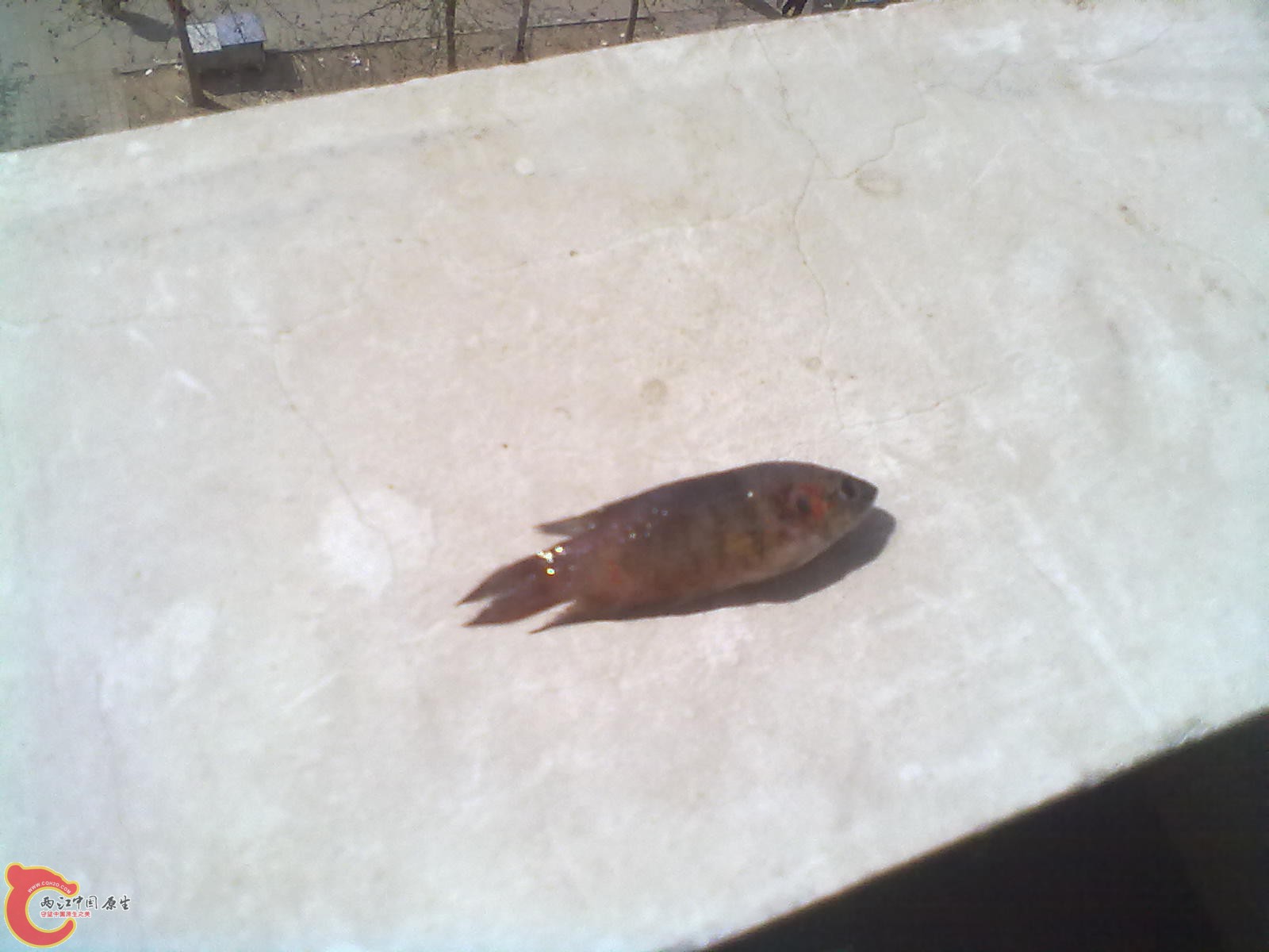 201304072192.jpg