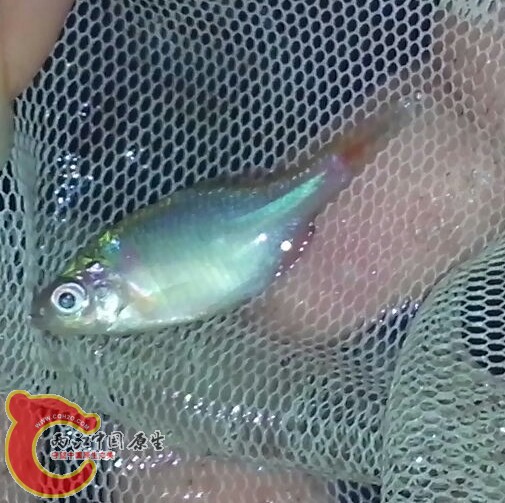 鹬还是鳑皮？仅一条，色彩我自认为是绝佳。