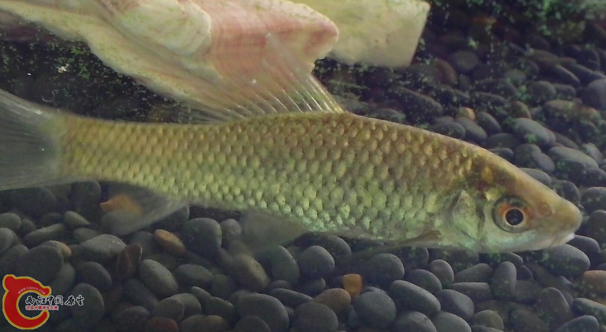 泉水鱼入缸