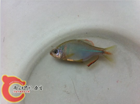 搜狗截图13年04月08日1505_1.jpg