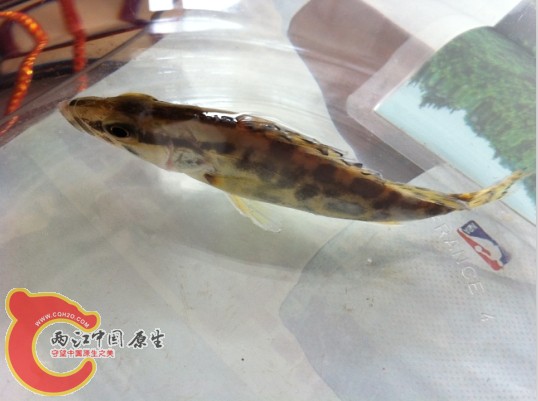 搜狗截图13年04月08日1506_2.jpg