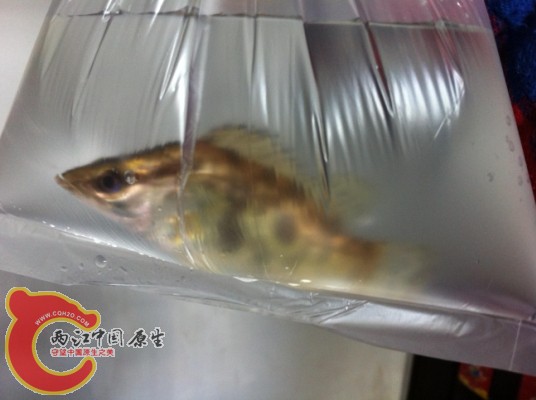搜狗截图13年04月08日1506_3.jpg