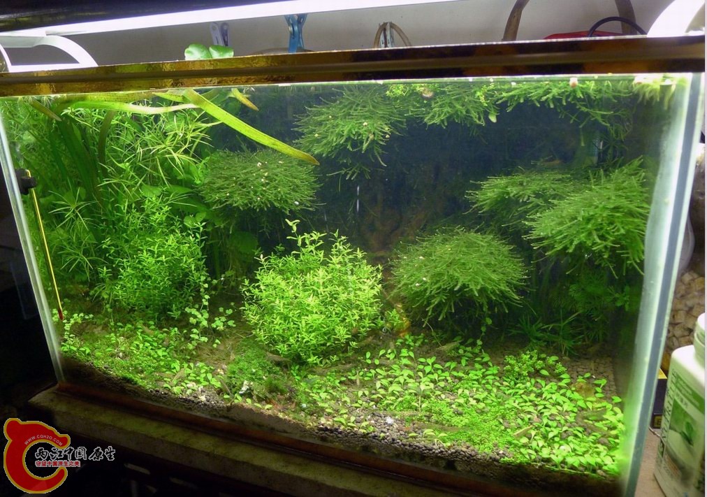 养虾米的小草缸