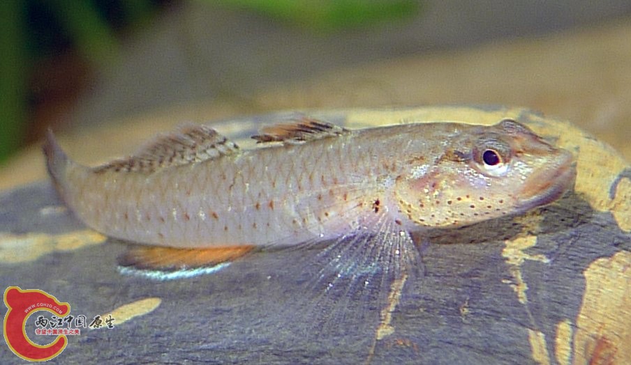 这个是啥品种？？？