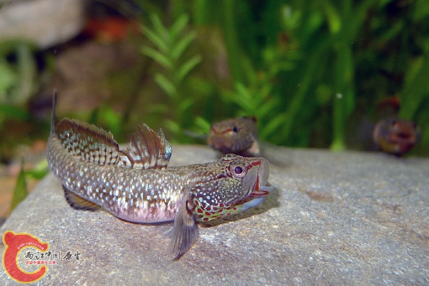 二当家在给小子们训话