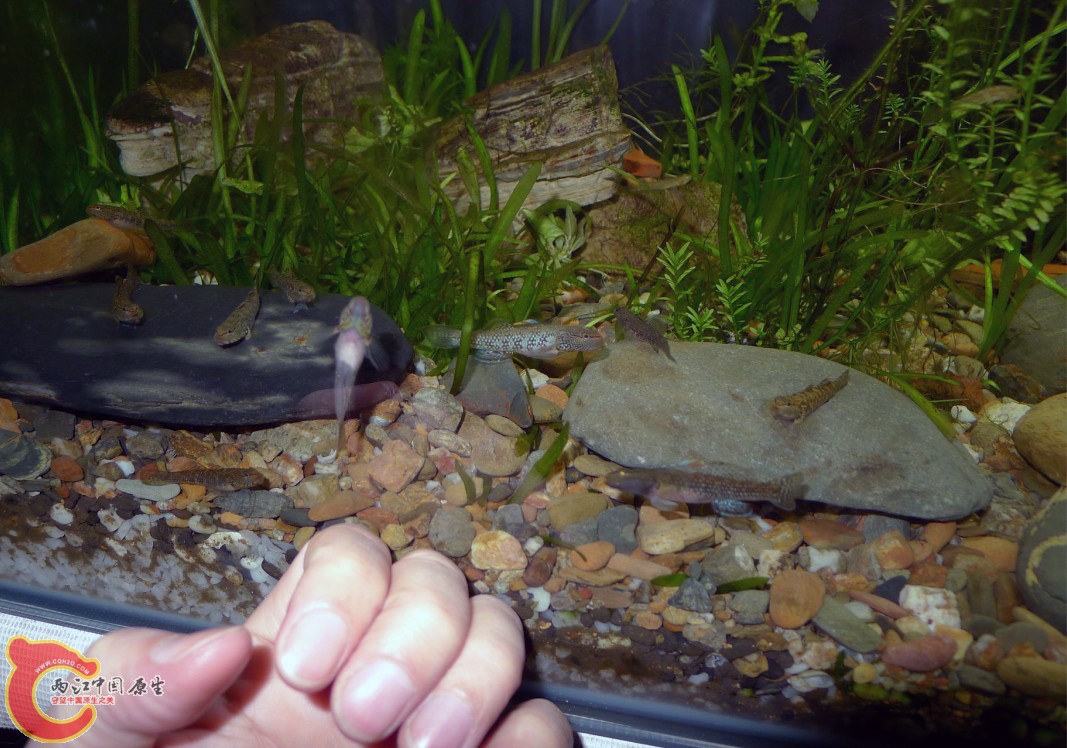 敲一下玻璃，又开饭啦