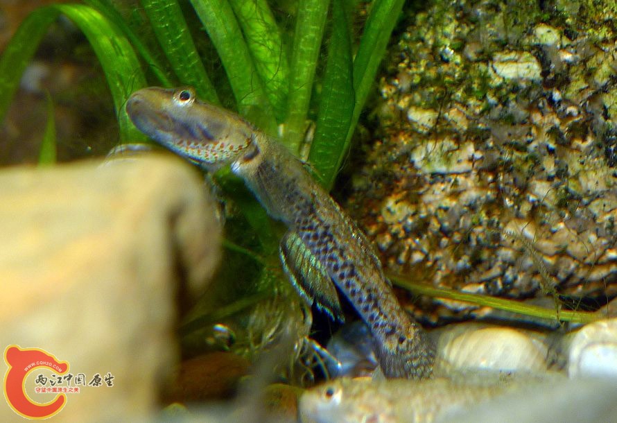 这个又是啥品种