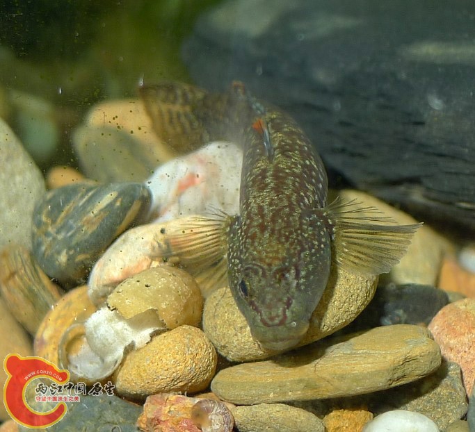 压寨夫人竟然是独眼龙