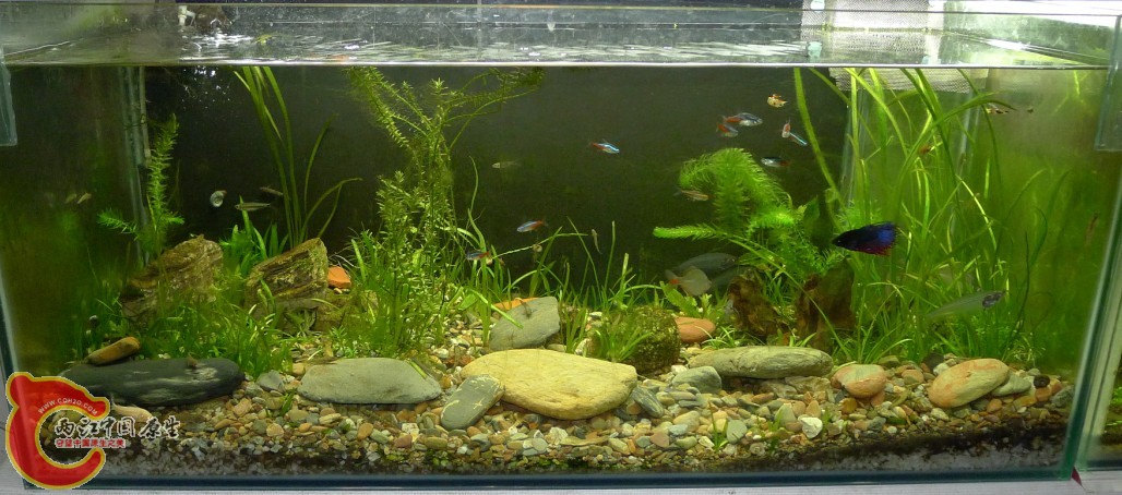 四个品种的虾虎都在这混居