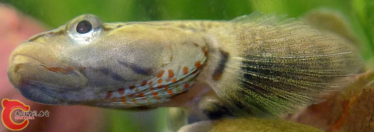 脸蛋结合了溪吻和纹腮的精华