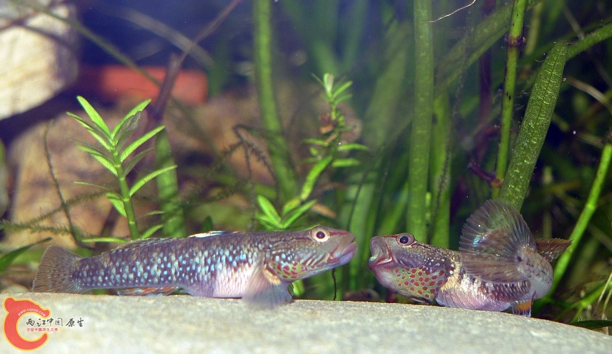 二、三当家老是闹