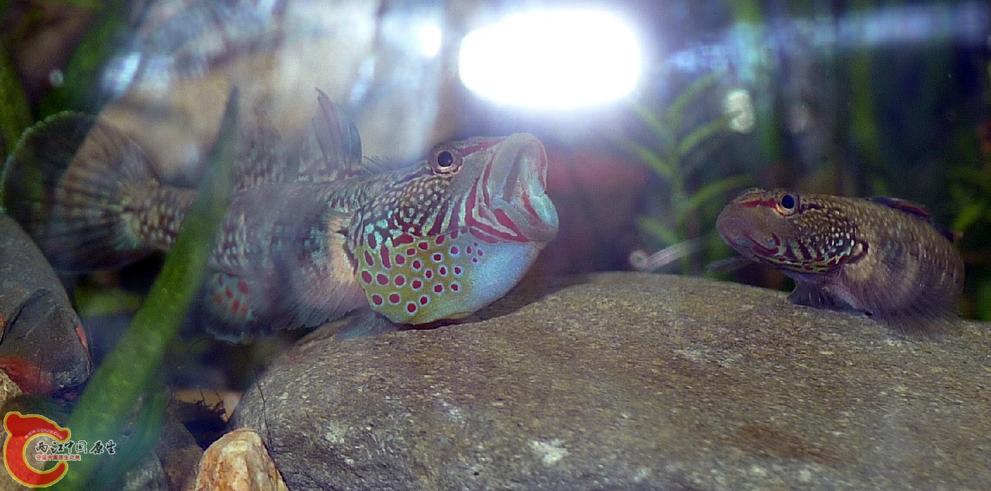 大当家终于开进口了