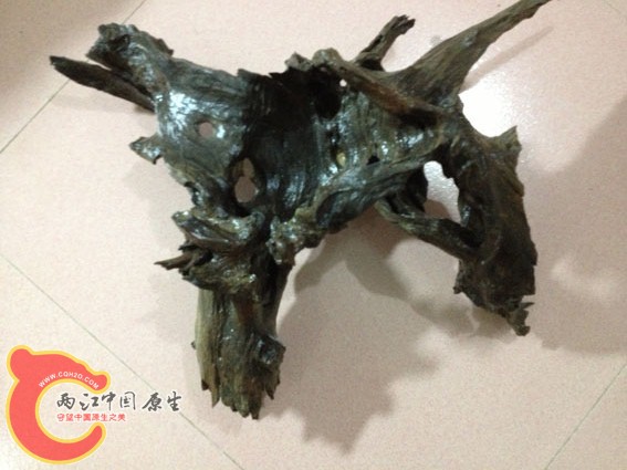 手机把颜色都拍丑了。入缸后也是浅灰色。